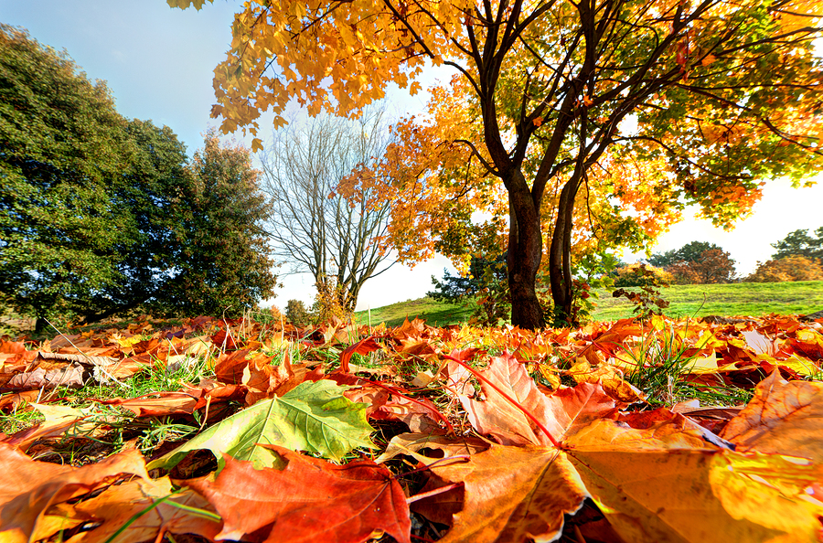 Squash: How to Grow the Perfect Fall Vegetable