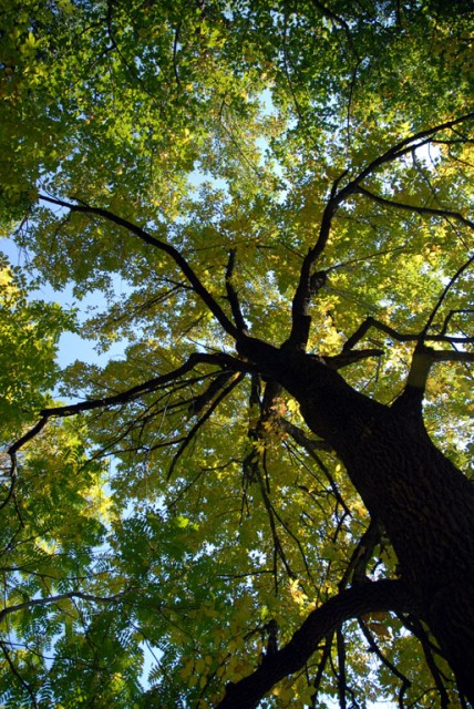 The Benefits of Tree Trimming on Your Property