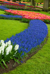 Native Texas Plants
