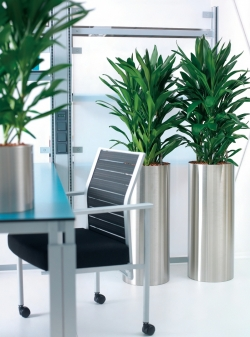 Add Flair to an Indoor Space with Pots Alive