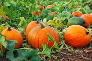 Growing Perfect Pumpkins