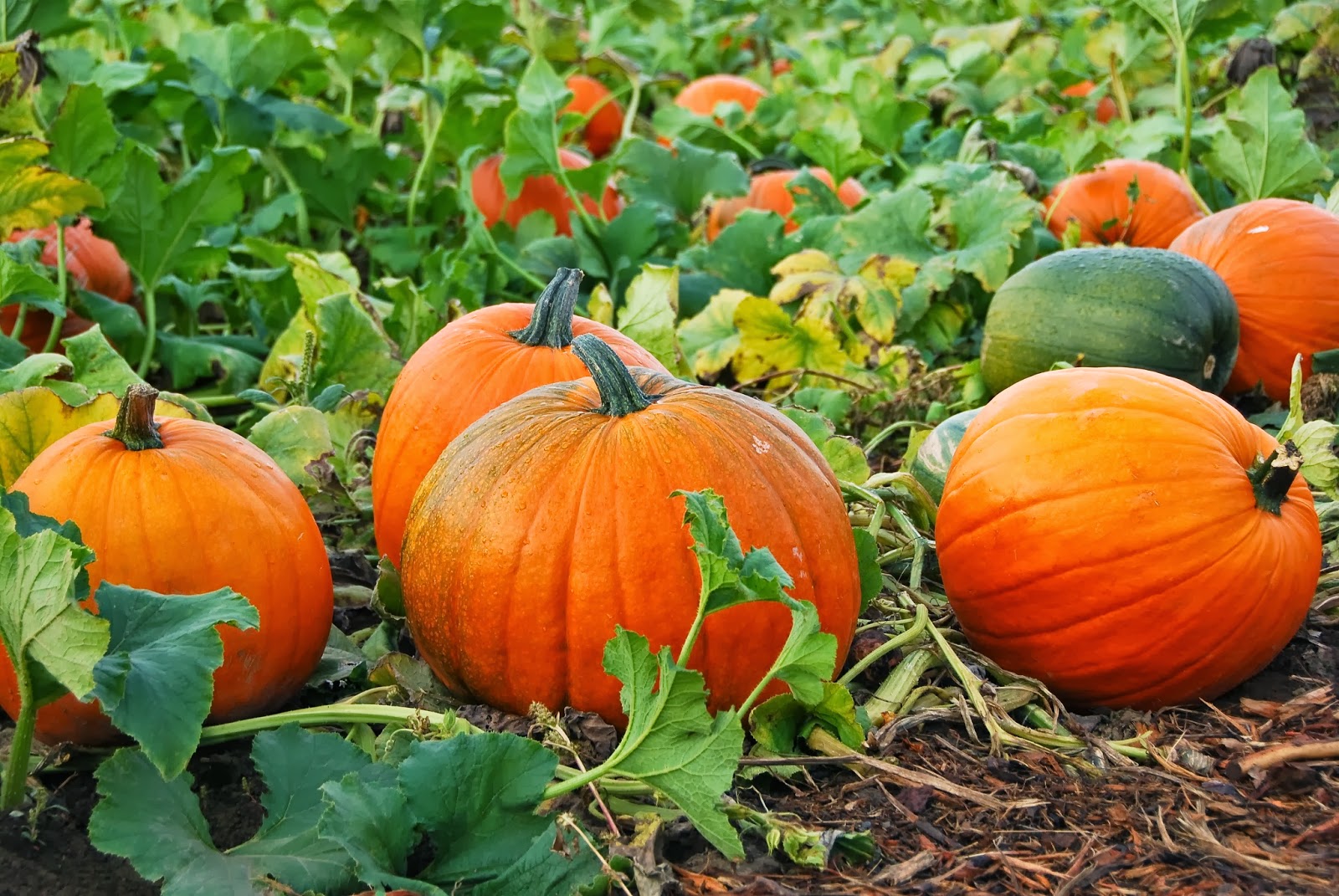 Tips for Growing Perfect Pumpkins