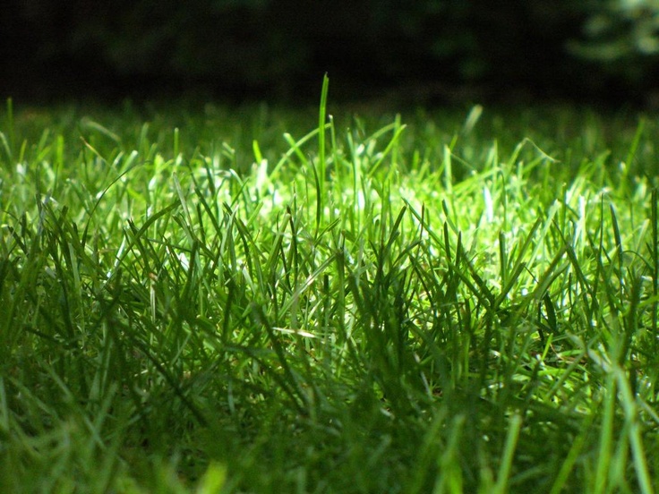 Summer Lawn Care and Protection From Extreme Heat