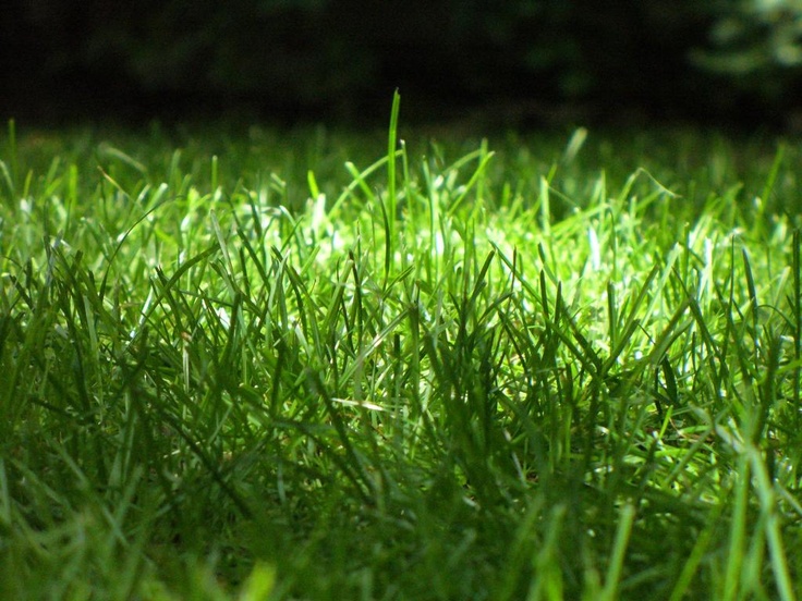 Simple Summer Lawn Care Tips