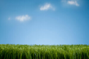 Best Sod for Texas Lawns