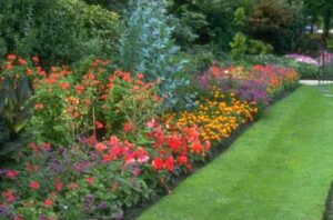 Choosing Plants for Yard