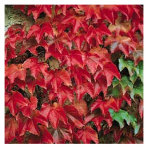 Update Your Yard with Seasonal Color Installation