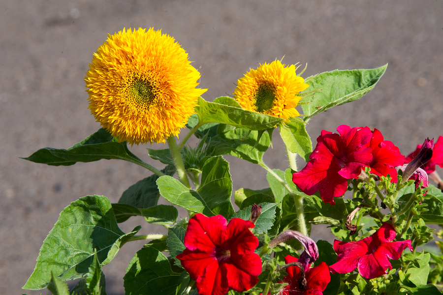 Planting an Edible Landscape for Beginning Gardeners