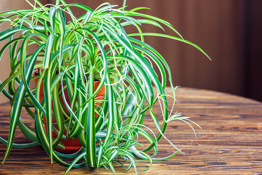 Give Life to Your Landscape with Pots Alive from Blooms Landcare