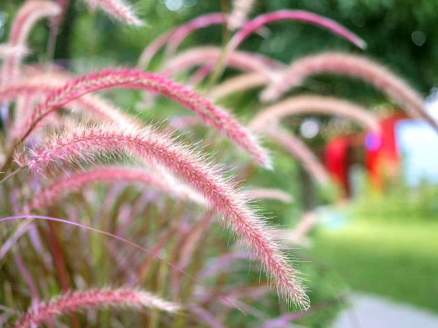 Using Ornamental Grasses for the Winter