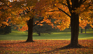 5 Ways to Stay On Top of Leaf Accumulation This Fall