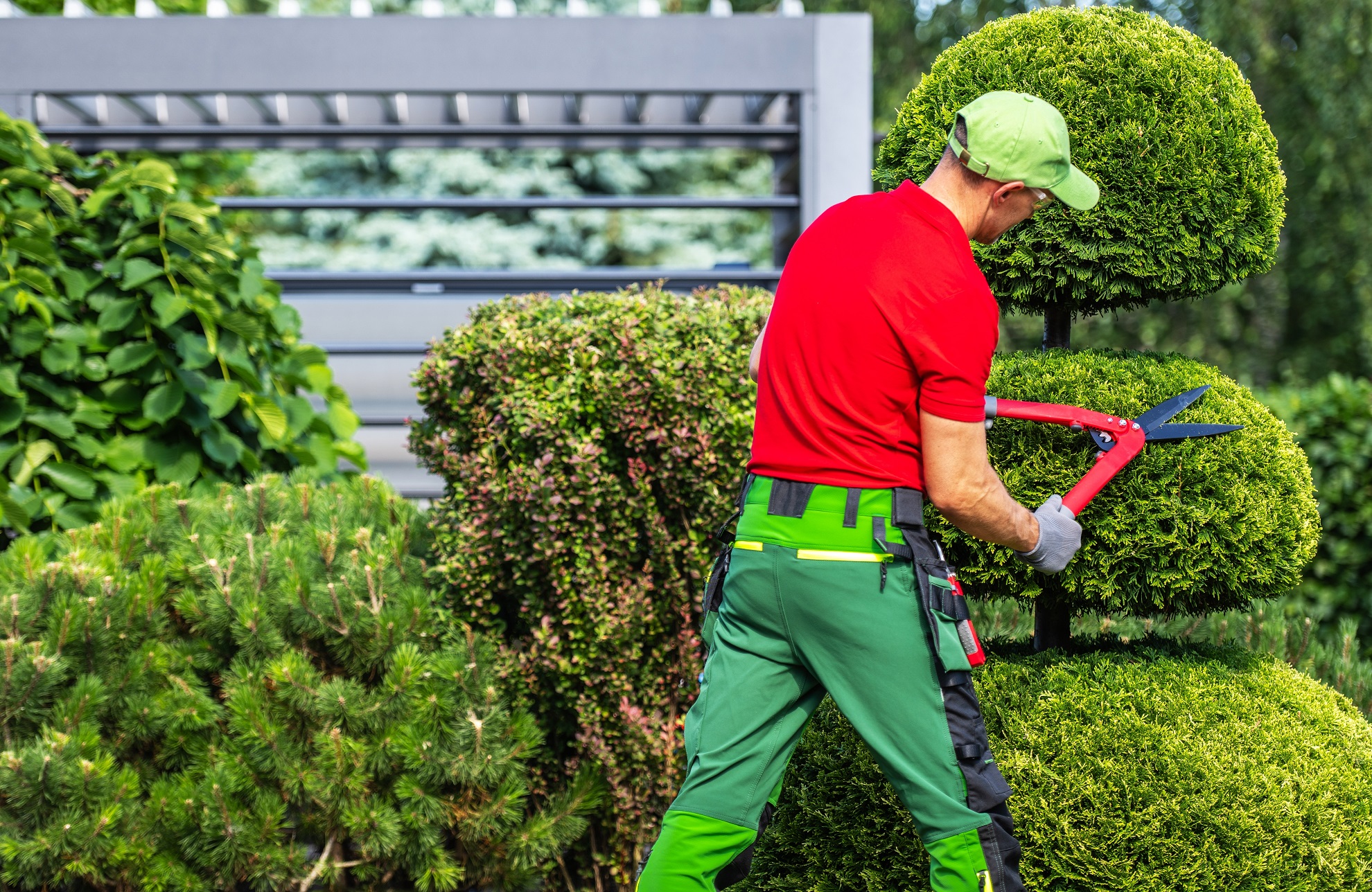 Tree Trimming vs. Tree Pruning — What’s the Difference?