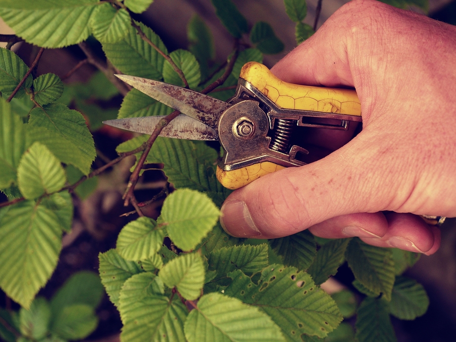 Tree Trimming