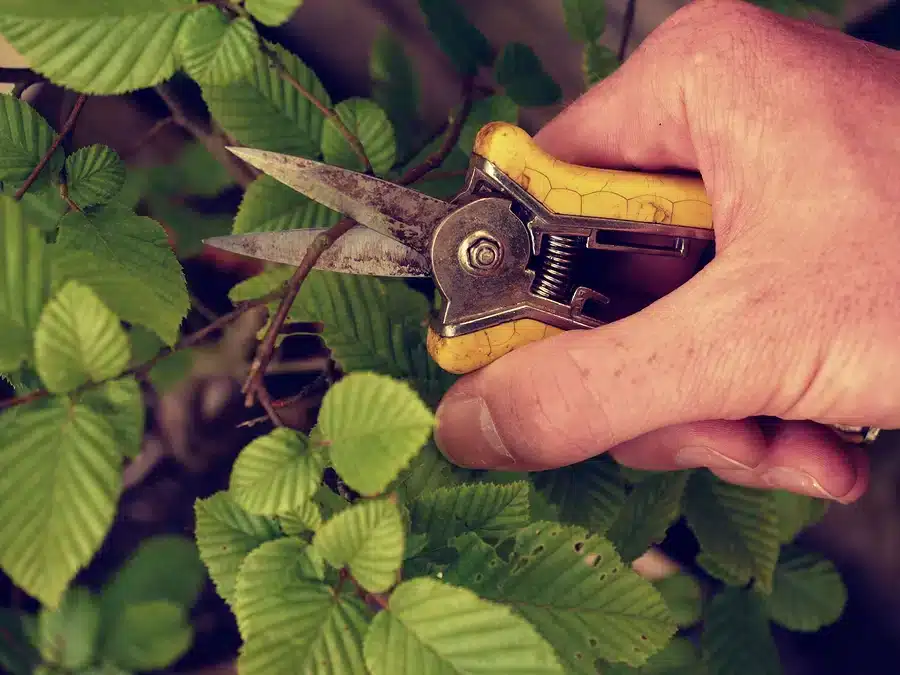 Tree Trimming vs. Tree Pruning — What’s the Difference?